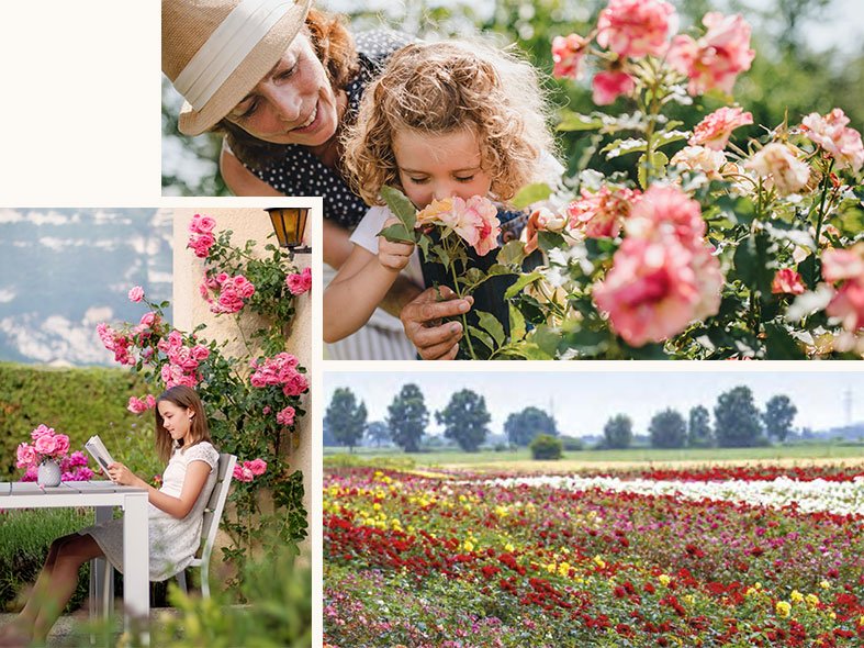Rose fields and girl smelling roses